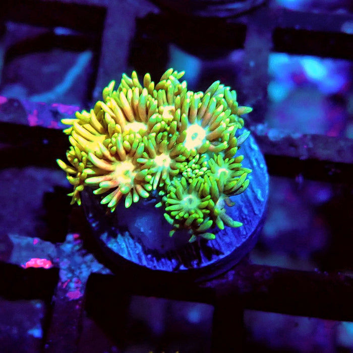 Multicolor Goniopora Frag (6)