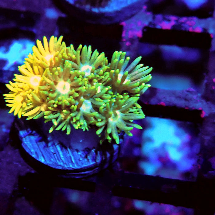 Multicolor Goniopora Frag (6)