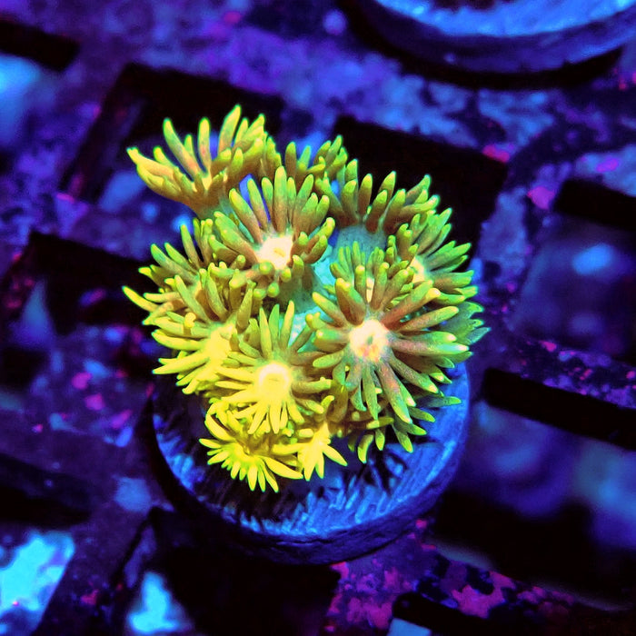 Multicolor Goniopora Frag (6)