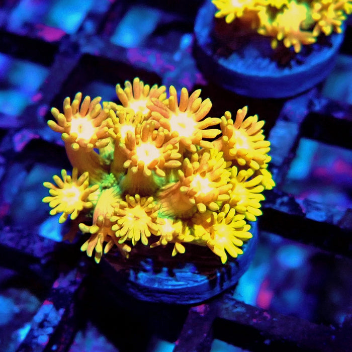 Multicolor Goniopora Frag (7)