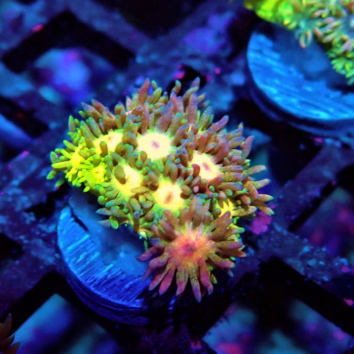Multicolor Goniopora Frag (8)