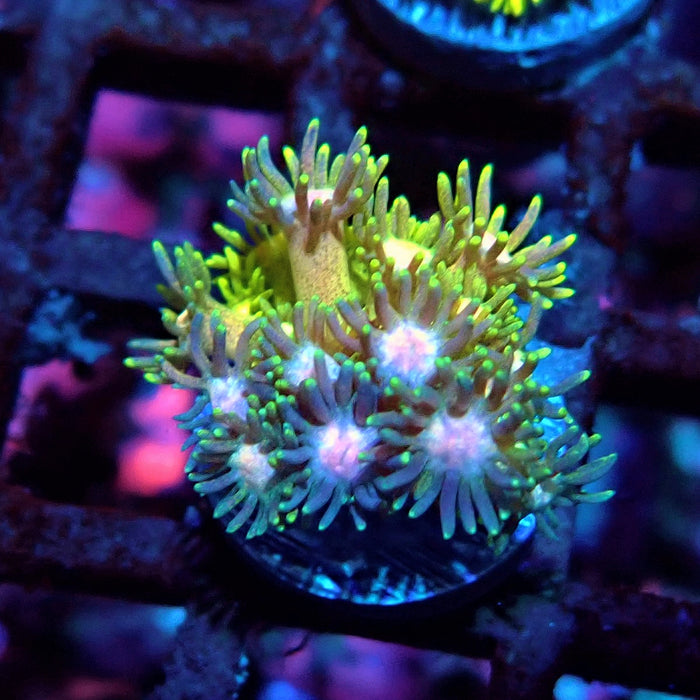 Multicolor Goniopora Frag (8)