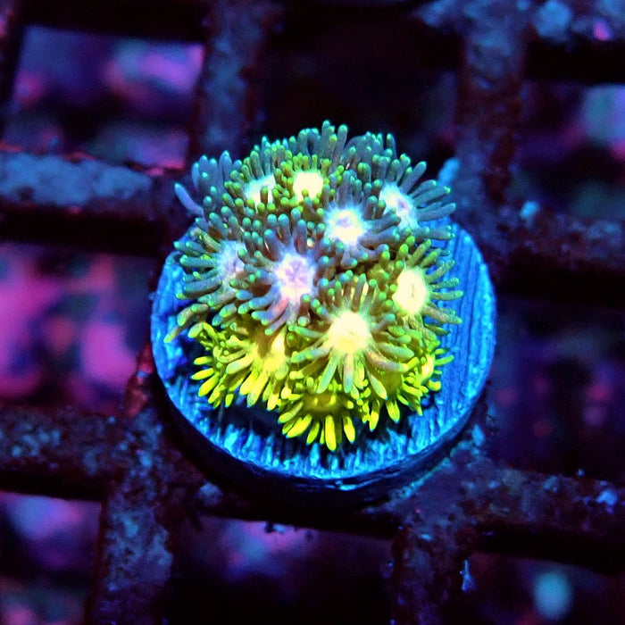 Multicolor Goniopora Frag (8)