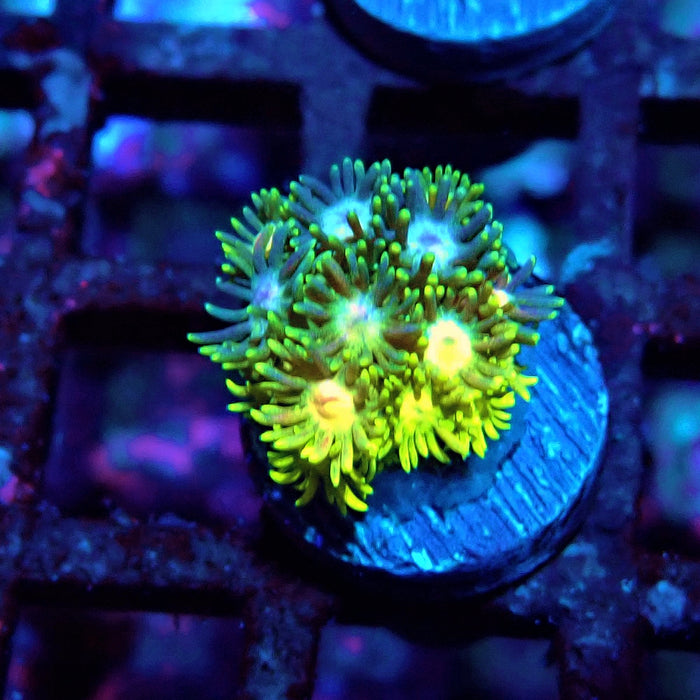 Multicolor Goniopora Frag (8)