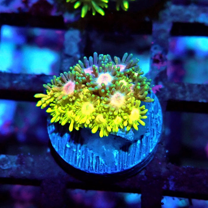 Multicolor Goniopora Frag (8)