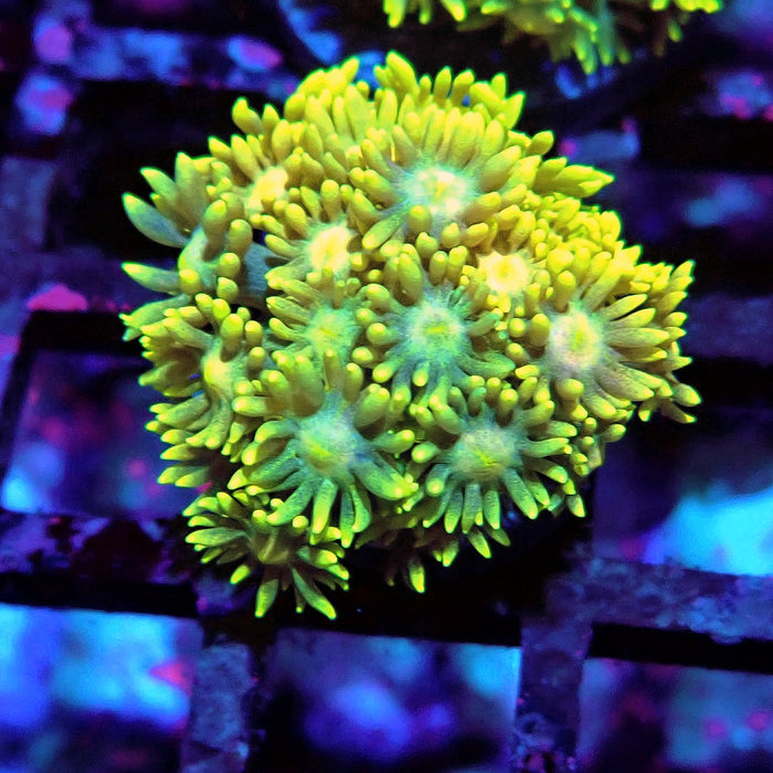 Multicolor Goniopora Frag (11)