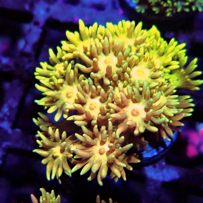 Multicolor Goniopora Frag (12)