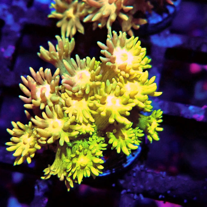 Multicolor Goniopora Frag (12)