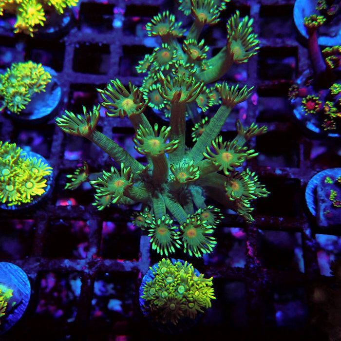 Unique Goniopora Frag