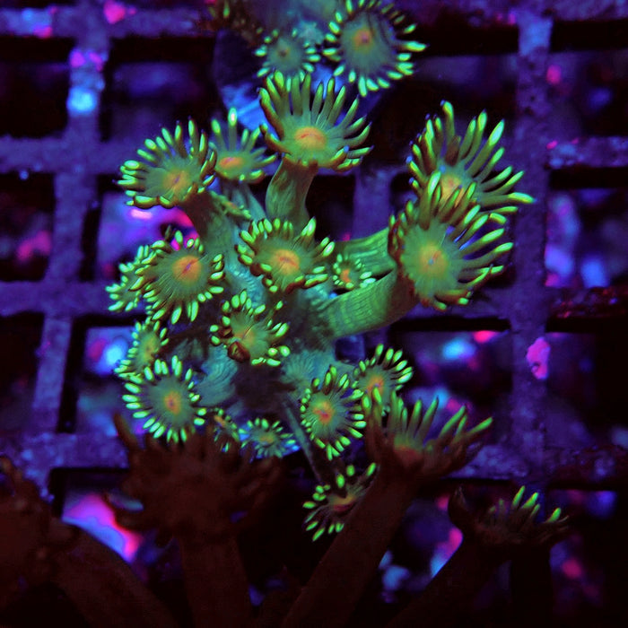 Unique Goniopora Frag