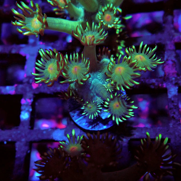Unique Goniopora Frag