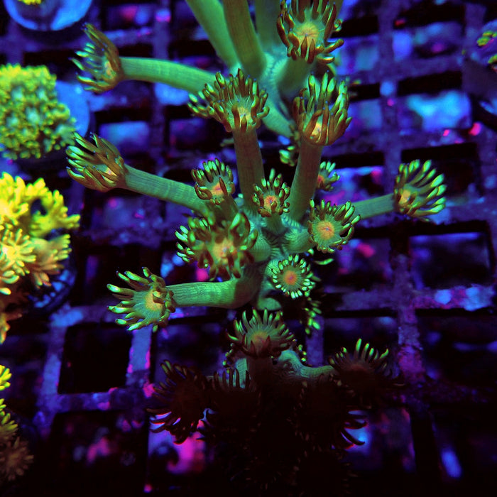 Unique Goniopora Frag