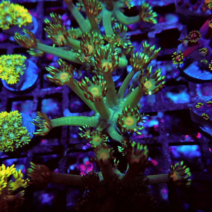 Unique Goniopora Frag