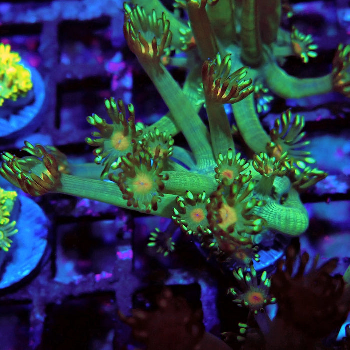 Unique Goniopora Frag