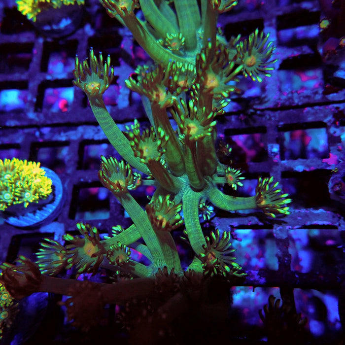 Unique Goniopora Frag