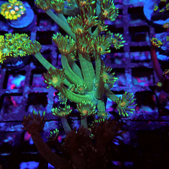 Unique Goniopora Frag