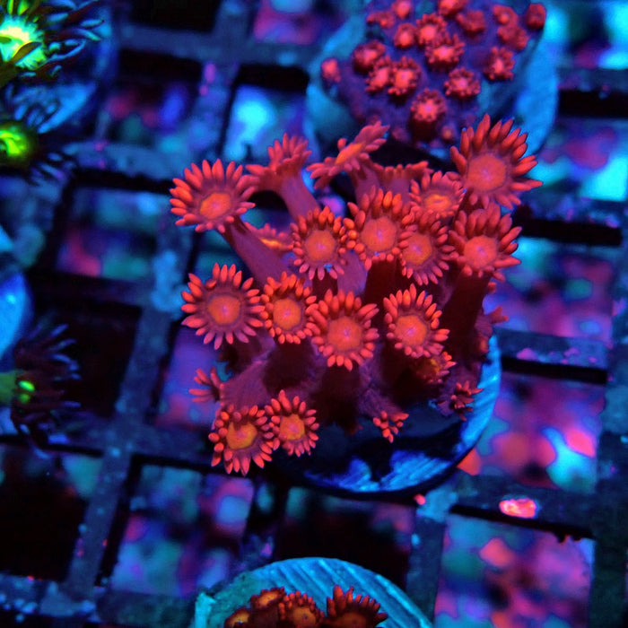 Pink Red Goniopora Frag