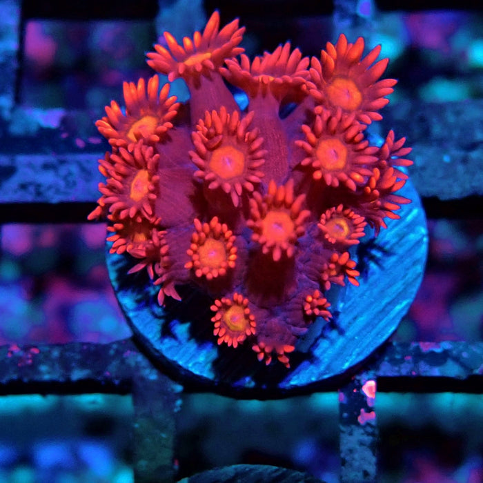 Pink Red Goniopora Frag