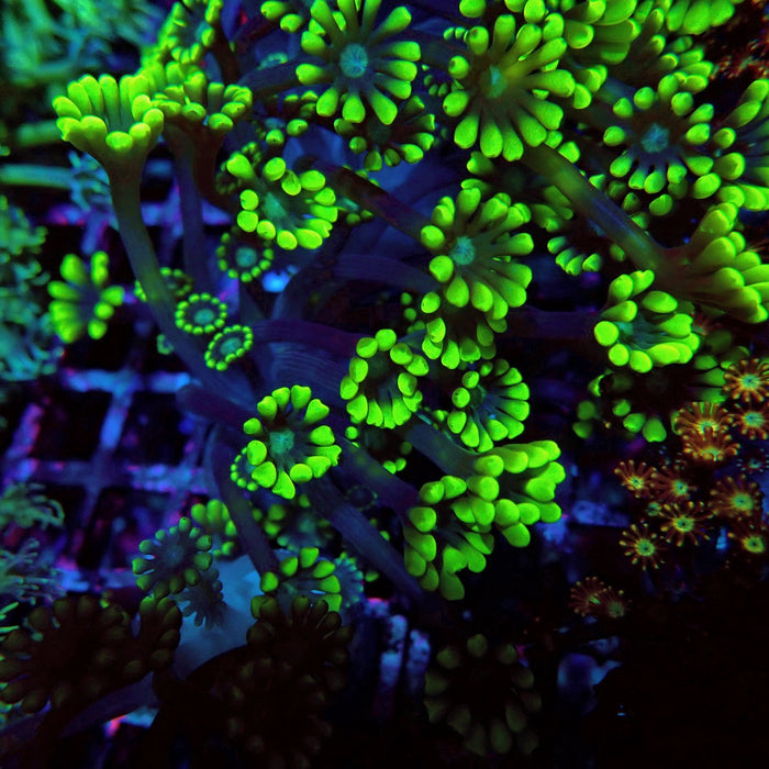Neon Green Alveopora Frag