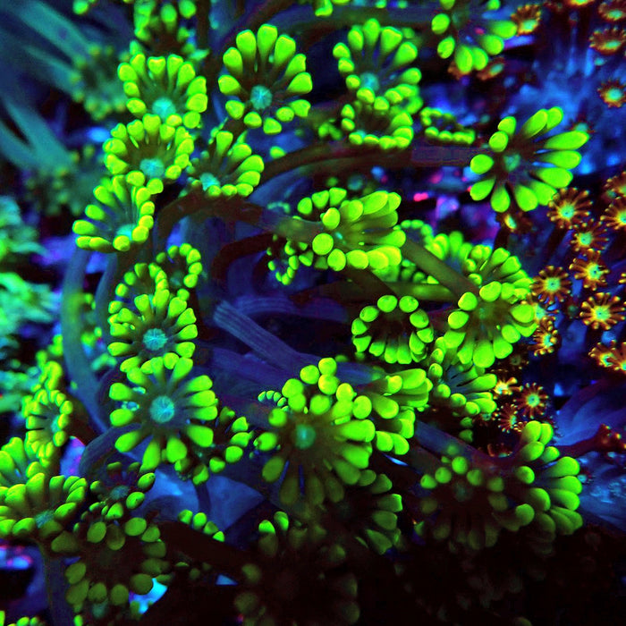 Neon Green Alveopora Frag