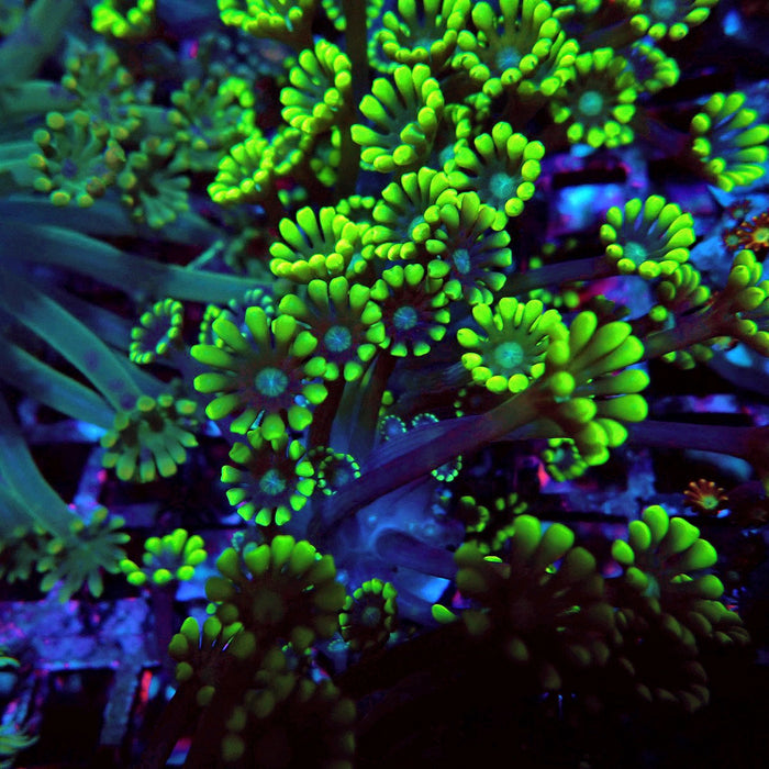 Neon Green Alveopora Frag