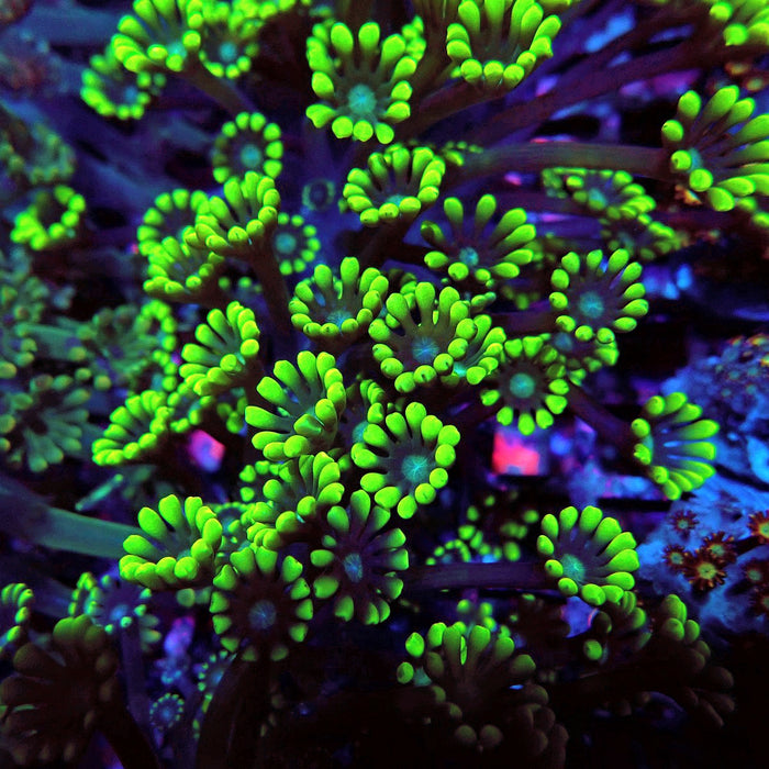Neon Green Alveopora Frag