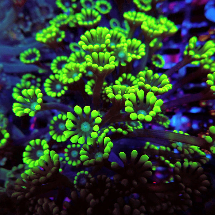 Neon Green Alveopora Frag