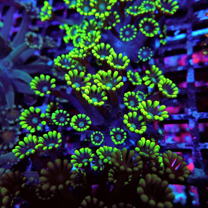 Neon Green Alveopora Frag