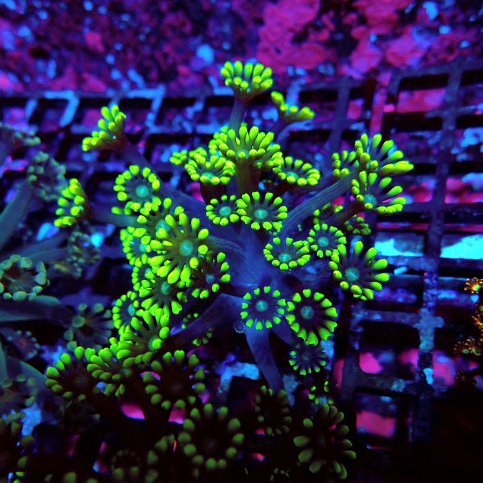Neon Green Alveopora Frag