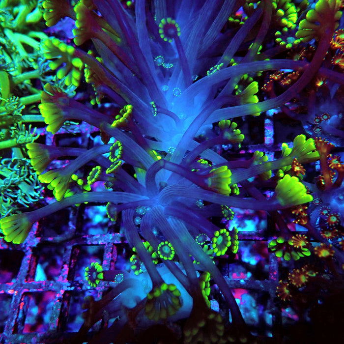 Neon Green Alveopora Frag