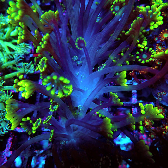 Neon Green Alveopora Frag
