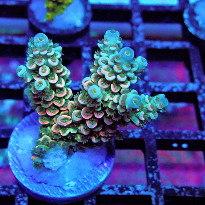 Tricolor Tenuis Acro