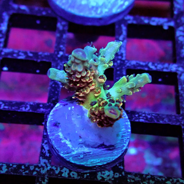 REx Red-Orange Firework Acro