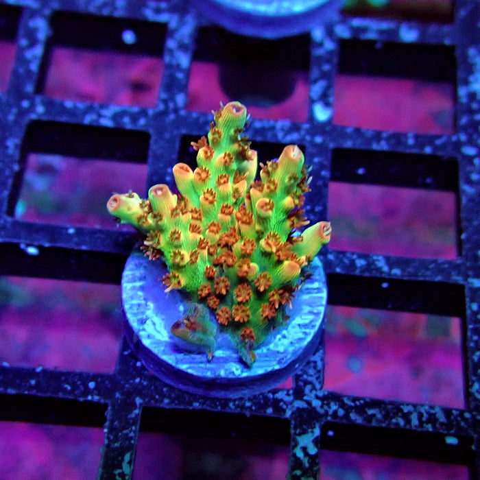 REx Red-Orange Firework Acro