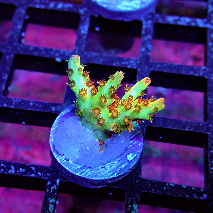 REx Red-Orange Firework Acro