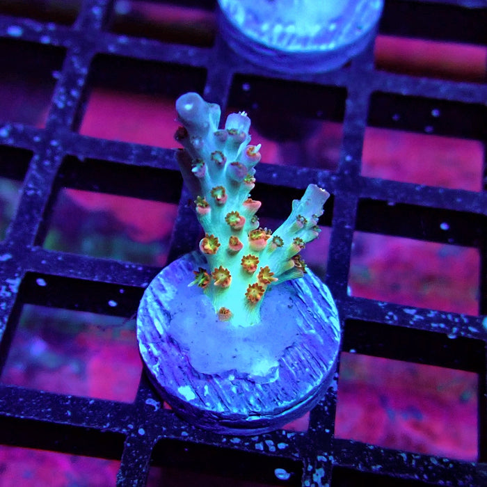 REx Red-Orange Firework Acro