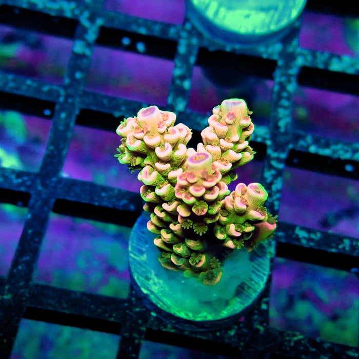 Crazy Bright Tenuis Acro