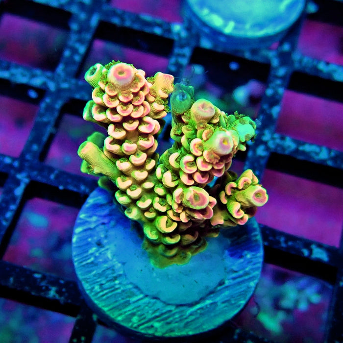 Crazy Bright Tenuis Acro