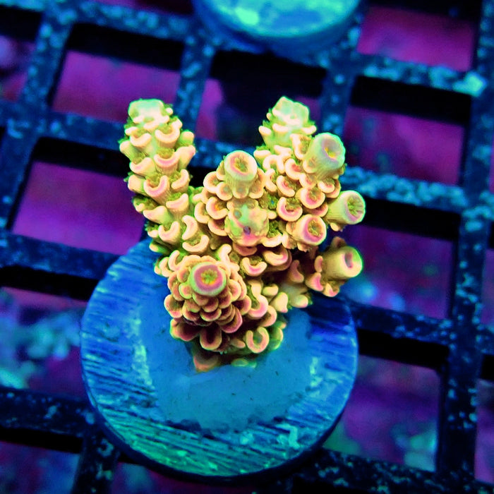 Crazy Bright Tenuis Acro