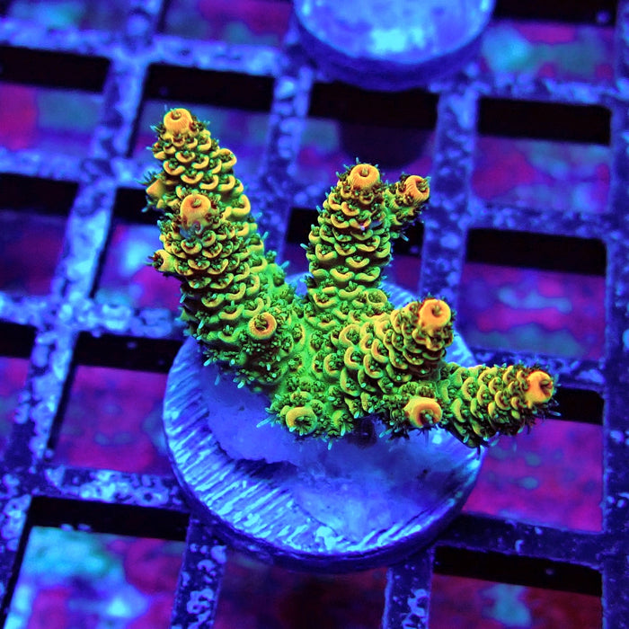 REx Green Red Tips Hyacinthus Acro