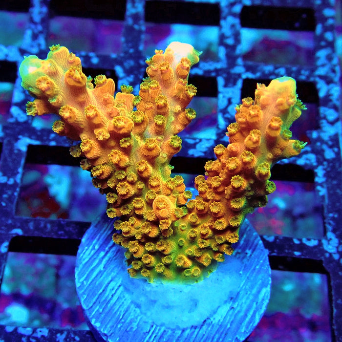 TGC Orange Creamsicle Acro