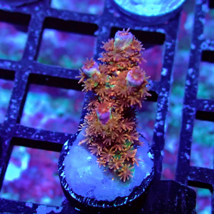 REx Rainbow Fireworks Tenuis Acro