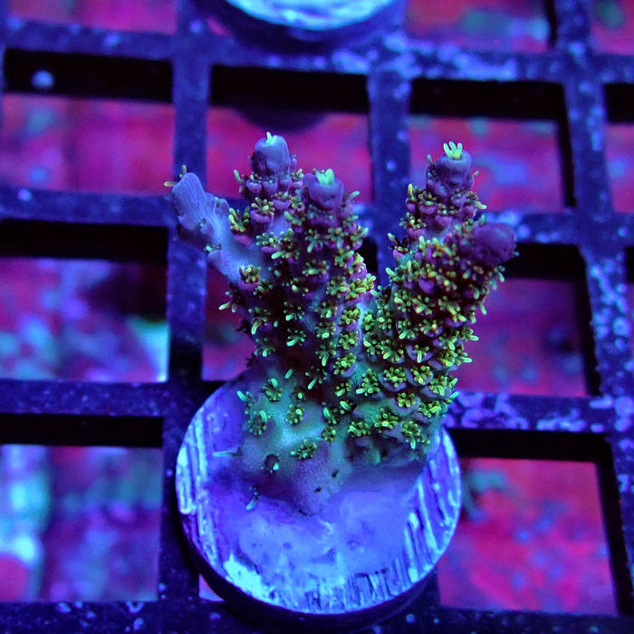 REx Quadricolor Mille Acro