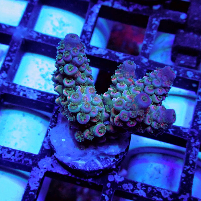 Blue Pink Scale Tenuis Acro