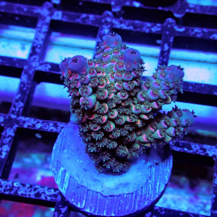 Blue Pink Scale Tenuis Acro