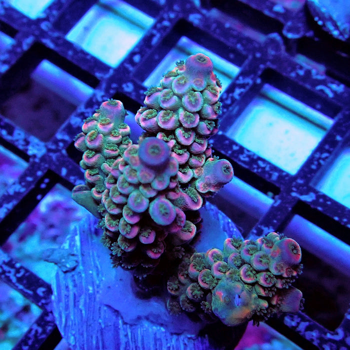 Blue Pink Scale Tenuis Acro