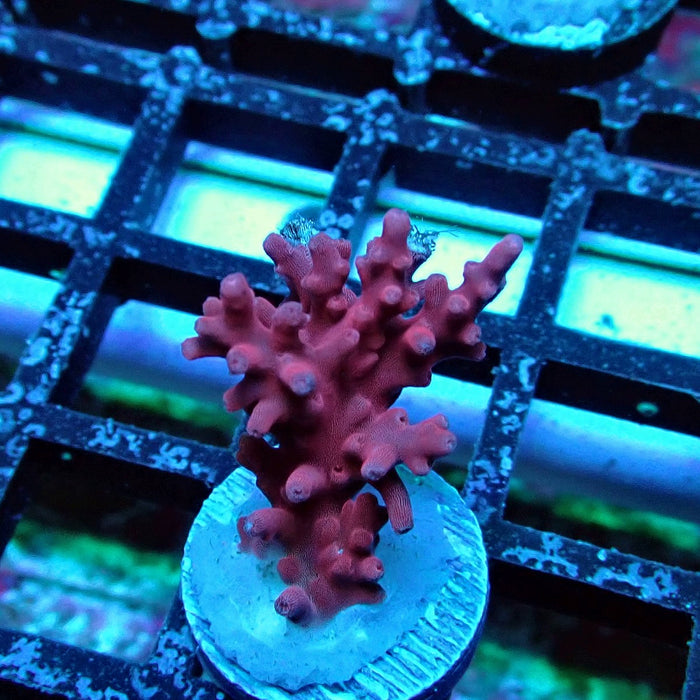 Red Dragon Acro