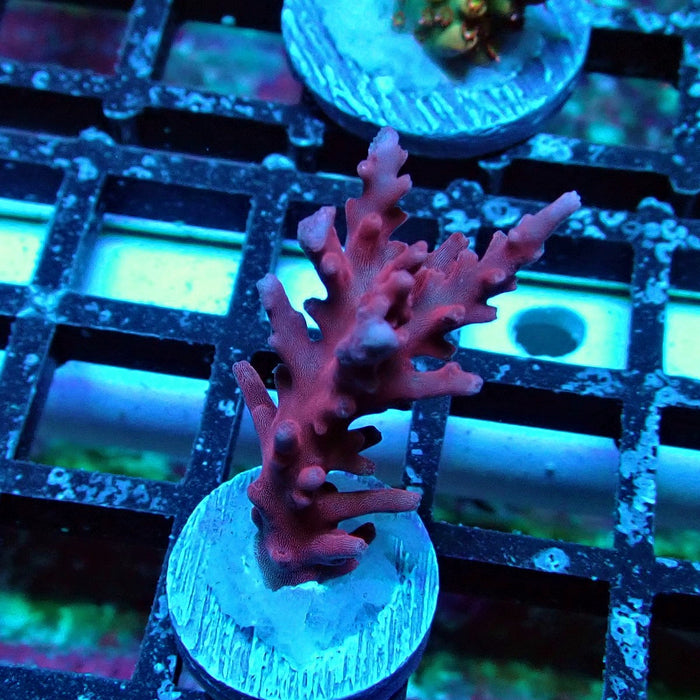 Red Dragon Acro