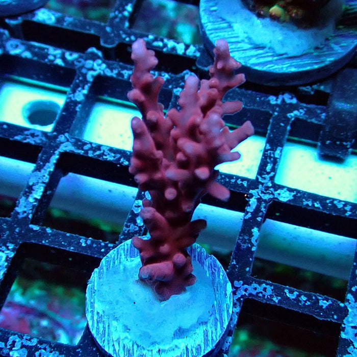 Red Dragon Acro