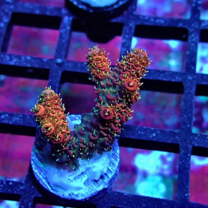 Pink Millepora Acro